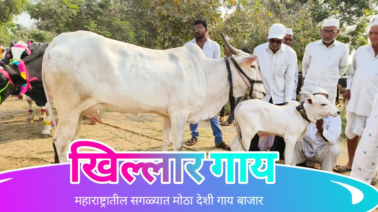 Deshi Cow सर्वात मोठा देशी गाय बाजार@SafarBazarachi555 @pravasbazaracha