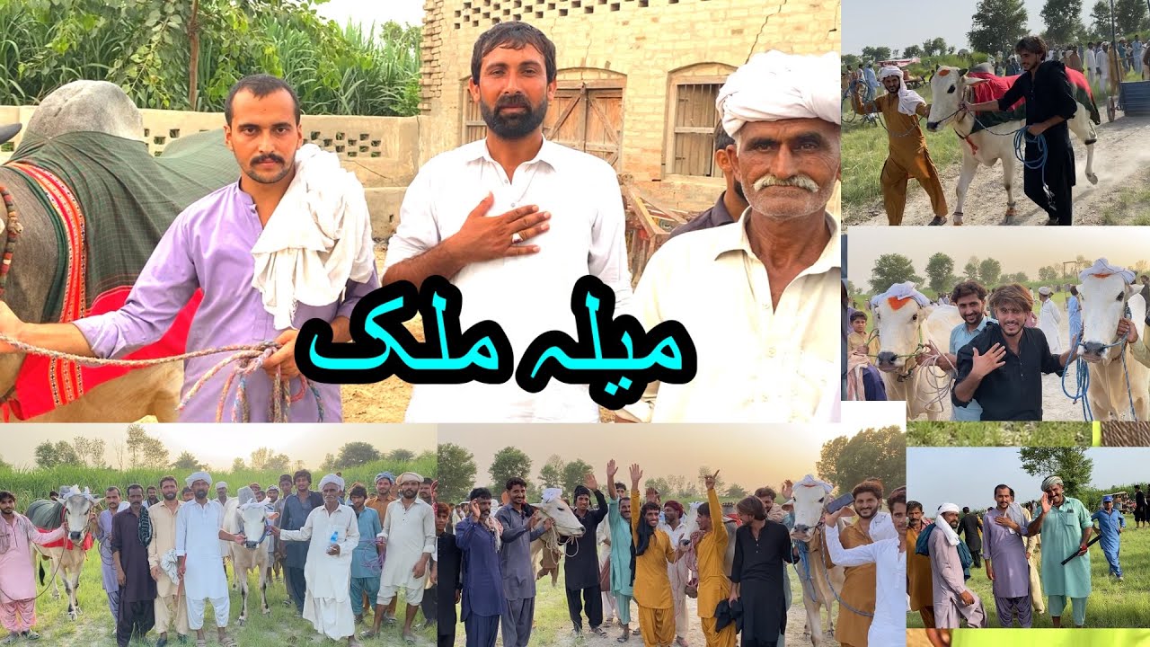 نیو بیل ریس آج قصبہ گجرات میلہ مالک بلال گوپلا Aj mela 4/82025 mela malak Chaudhary Osama