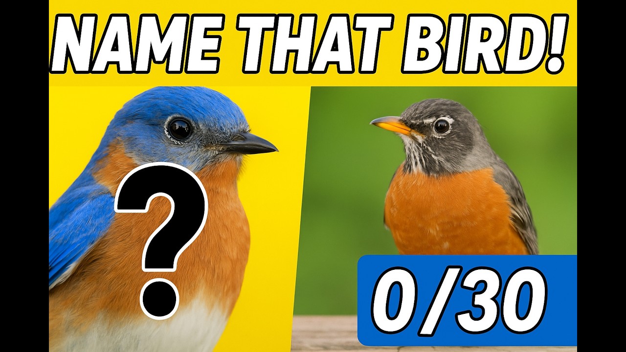 Bird ID Quiz: Most People Can&rsquo;t Name 5 Birds &mdash; Can YOU?! (Eastern North America)