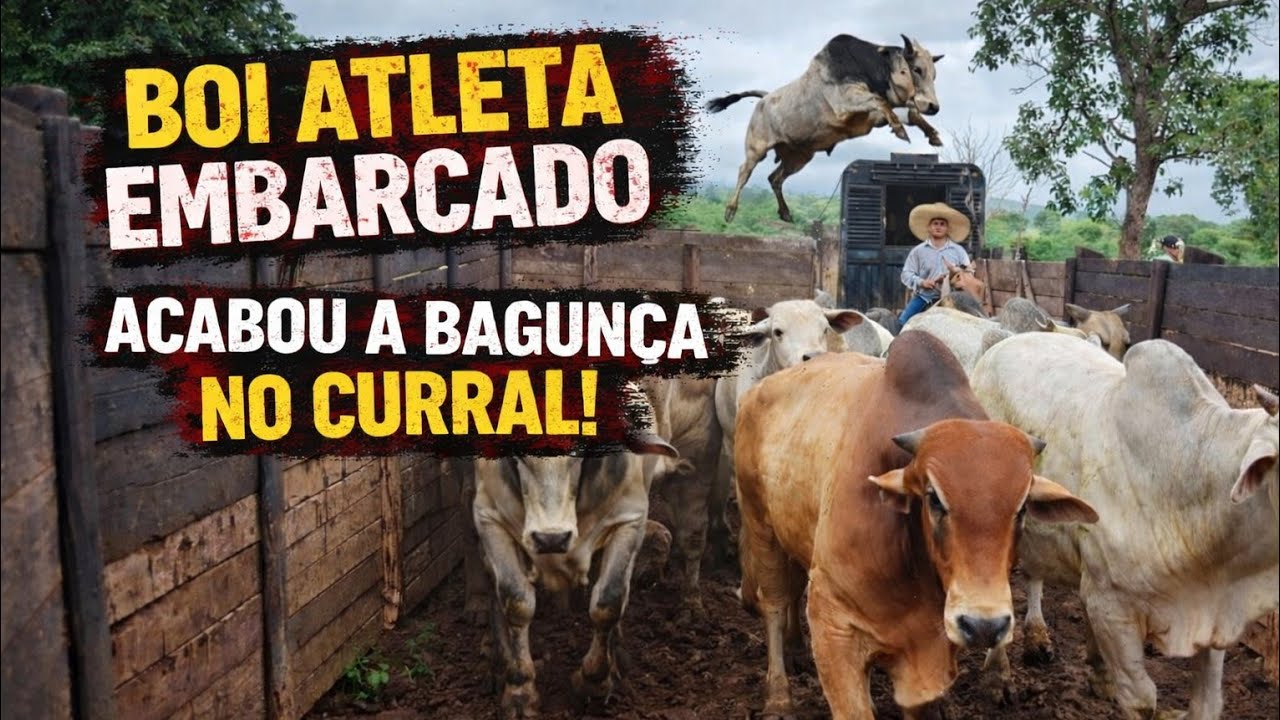 BOI ATLETA EMBARCADO- ACABOU A BAGUNÇA NO CURRAL!  continuação do embarque. FARM