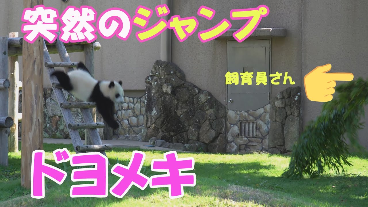 ナカさん、王子飼育員にゾッコン！楓浜屋外運動場デビュー後の一週間【運動場お掃除スペシャル】パンダアイドルふうたんのイタズラだいちゅき～