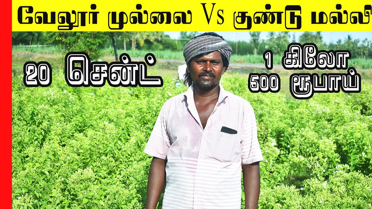 வேலூர் முல்லை Vs குண்டு மல்லி சாகுபடி|Jasmine cultivation in tamil|Tiffin Carrier