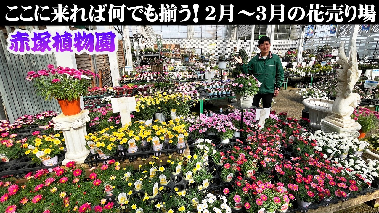 【赤塚植物園】2月から3月は主役となる花苗が続々入荷！三重県下最大級の総合園芸売店『アカツカFFCパビリオン』の屋外花売り場
