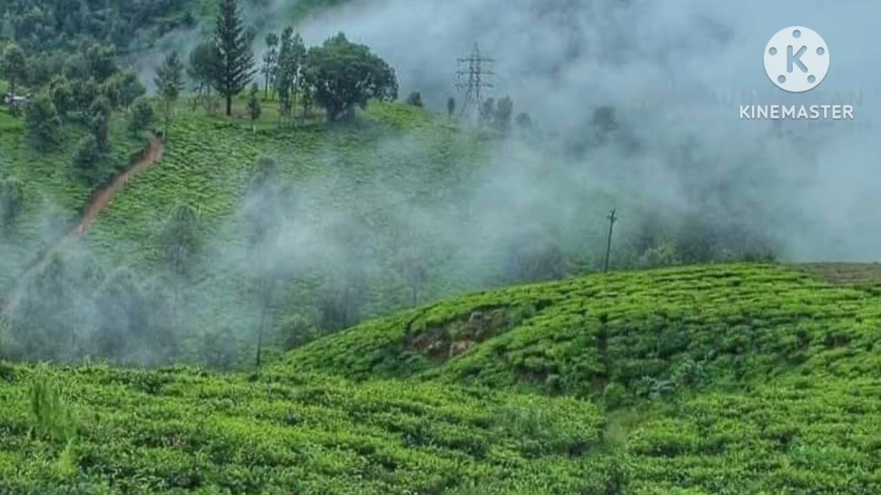Tea Estate for Sale in Ooty