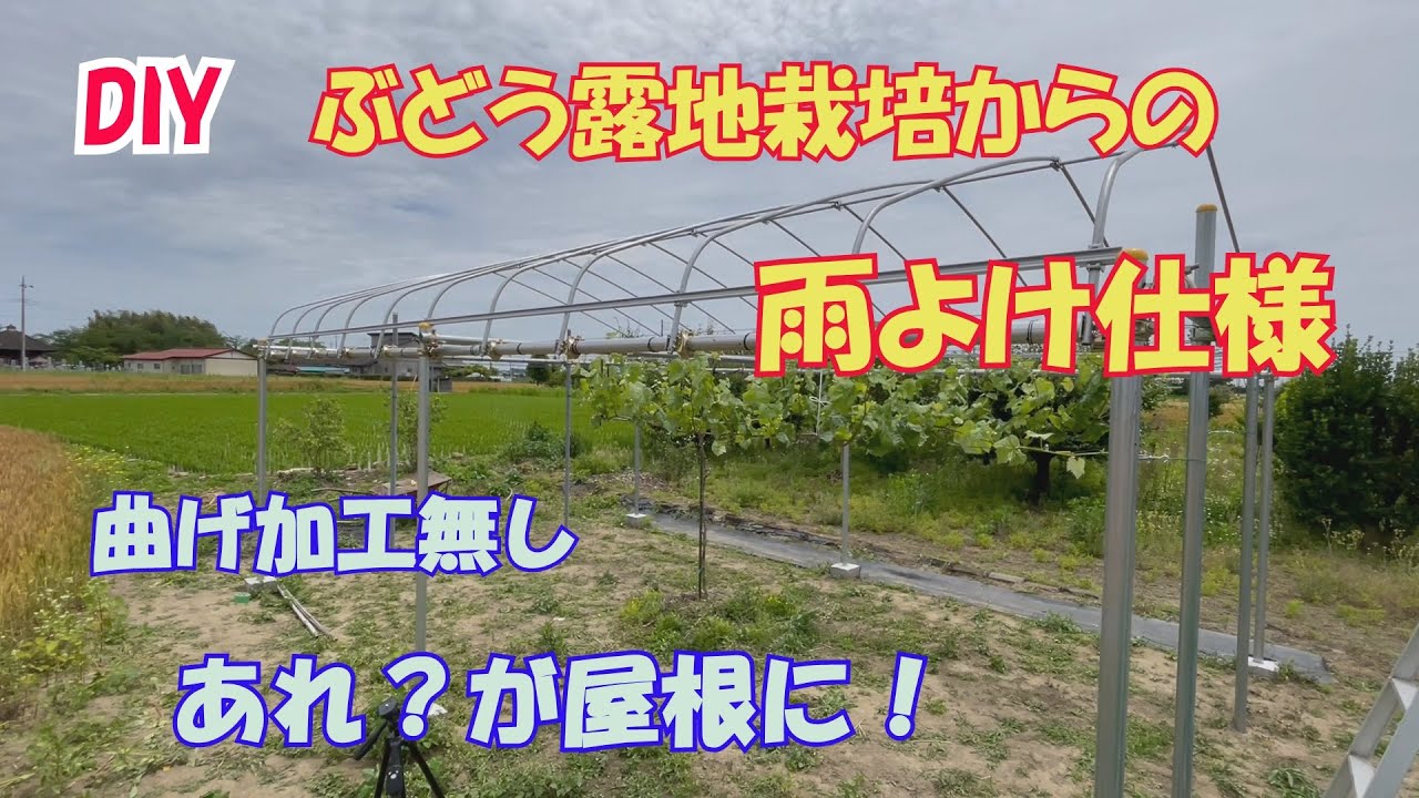 ＤＩＹ　ブドウ棚を雨よけ仕様に