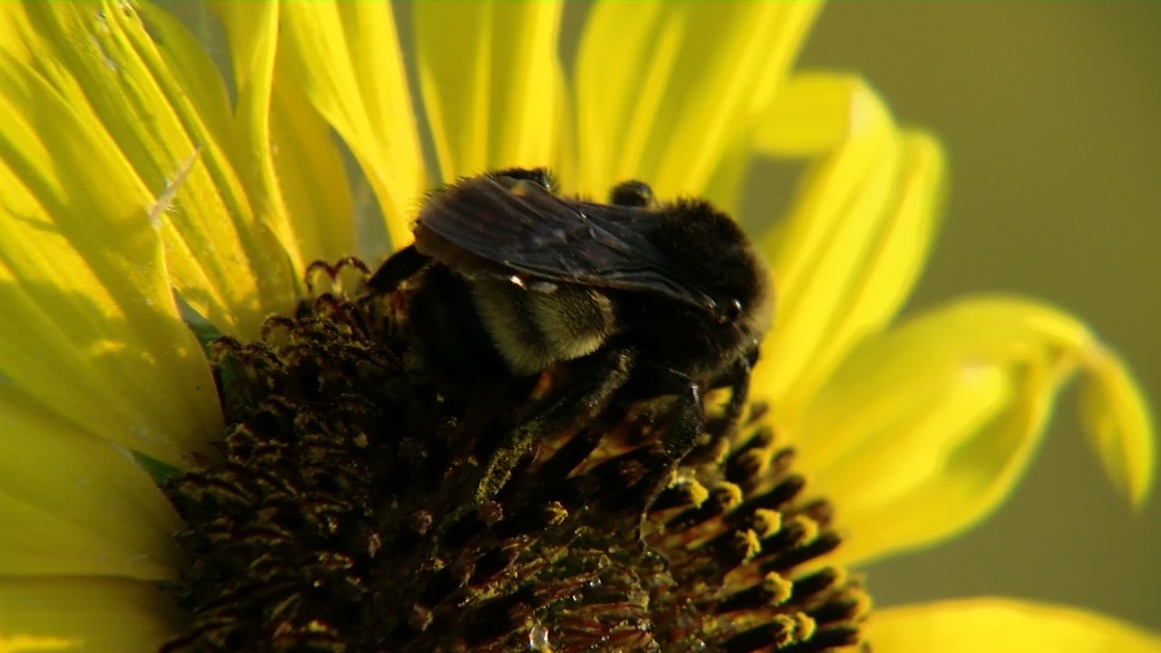 Urban Pocket Prairies