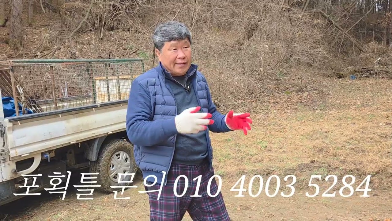 보급형 멧돼지 포획틀 에 잡히는영상 글구  멧돼지  빼오기 (문의 010 4003 5284)