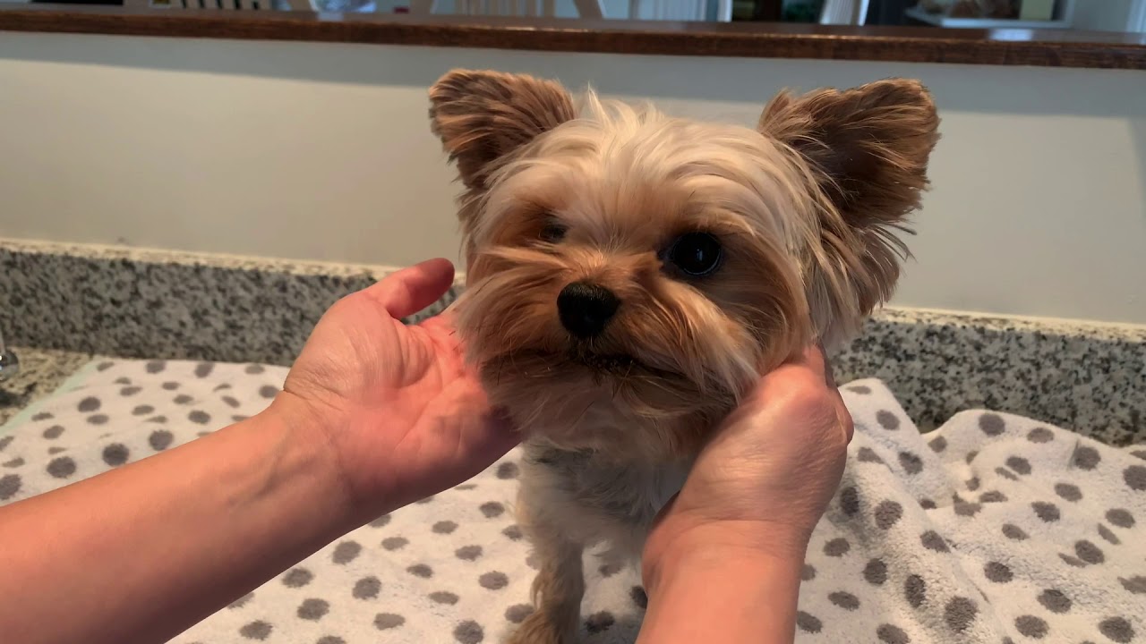 Tips for yorkie haircut