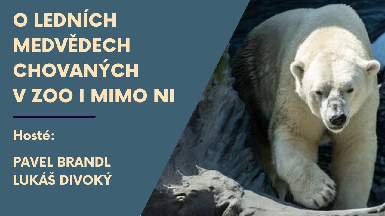 Lední medvědi a Arktida: O ledních medvědech chovaných v zoo i mimo ni