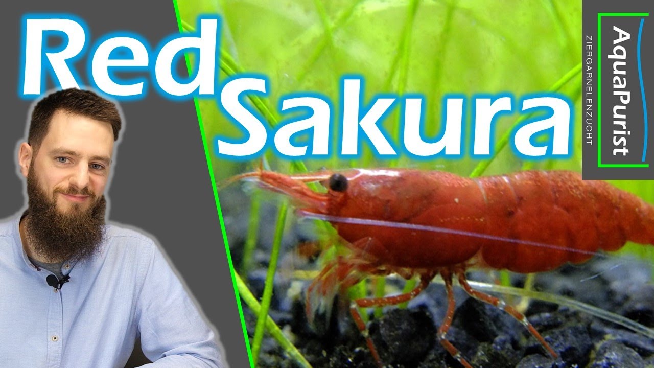Red Sakura Garnele AquaPurist-Linie - Neocaridina Zwerggarnelen