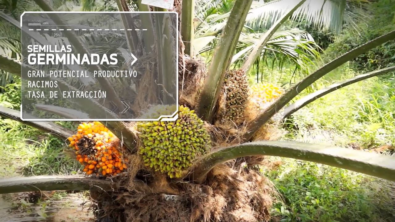 CIRAD SEMILLAS 2016