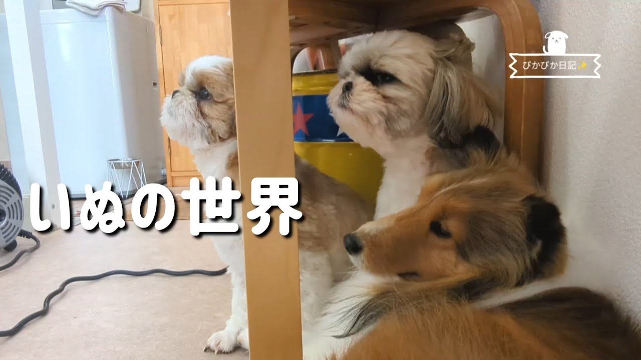 【白と茶】トリミング待ちの時間の使い方