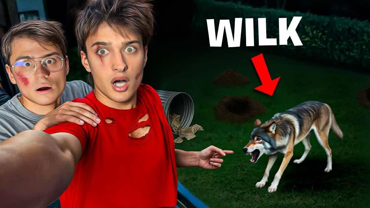 WŚCIEKŁY WILK ZNISZCZYŁ NAM PODWÓRKO