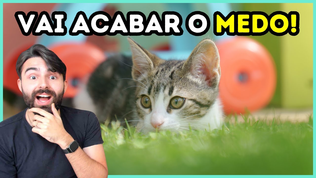 Como Fazer Um Gato Filhote Parar De Ter Medo?