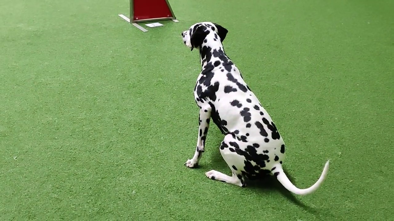 Dalmatian dog Kerttu - Obedience and agility training September 2019