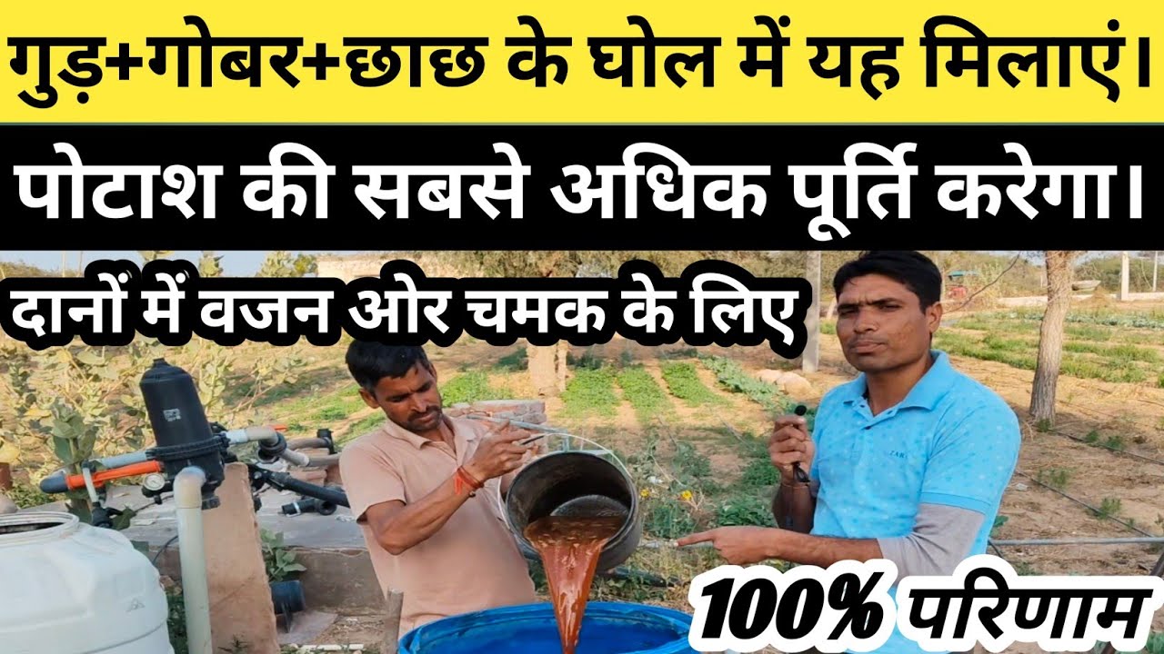 गुड़ + गोबर + छाछ +फल से पोटाश टॉनिक | हर फसल में जबरदस्त रिजल्ट