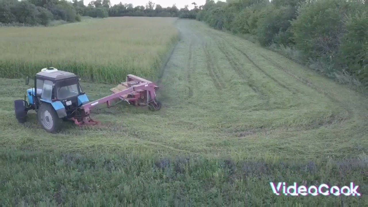 суданка на сено
