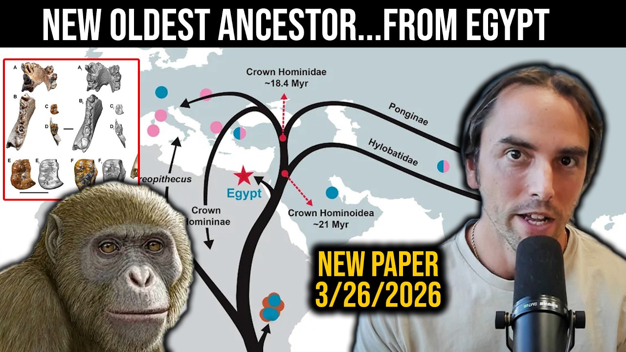 Общий предок, живший 18 миллионов лет назад, был родом из Египта, а не из Восточной Африки.
