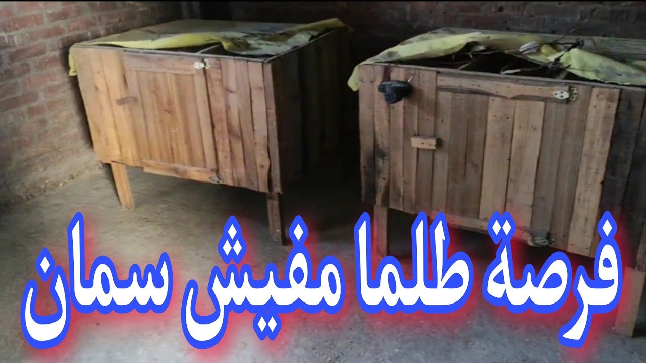 كيفية تنظيف الفرشة للسمان والتجهيز للتطهير بالفورمالين