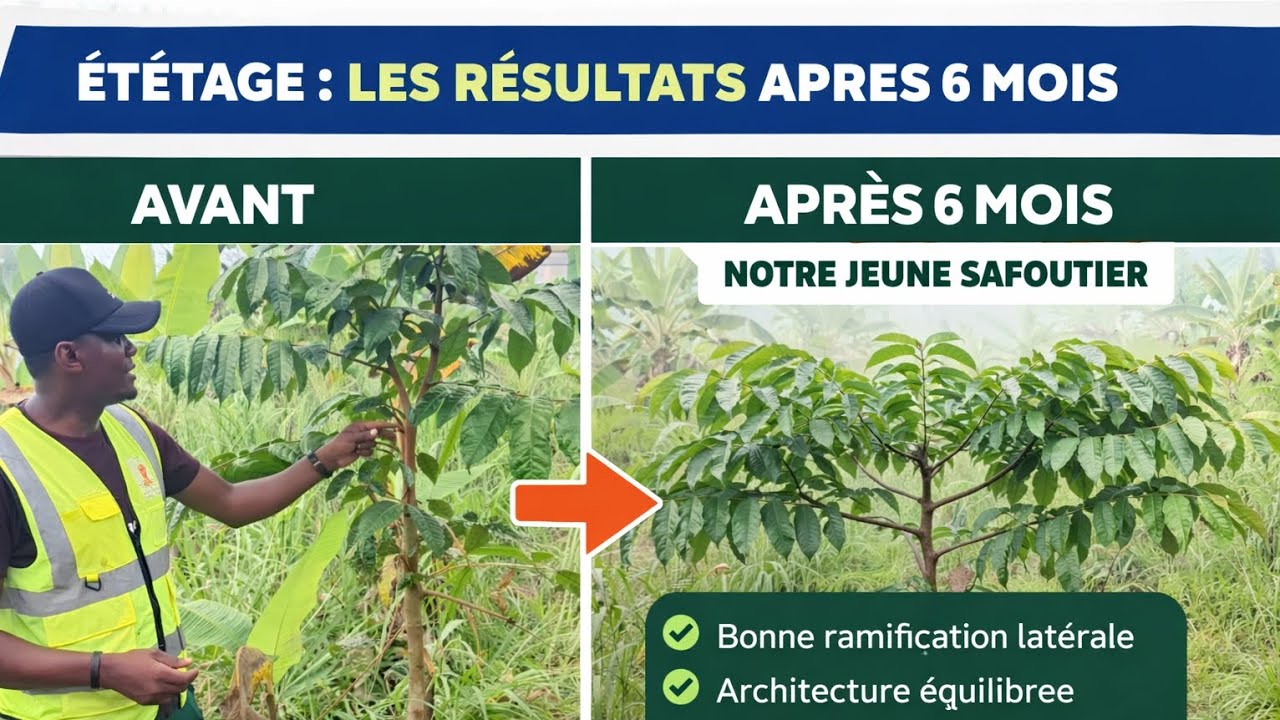 6 Mois Après, Voici Les Résultats De l'#étêtage De Notre #Safoutier.