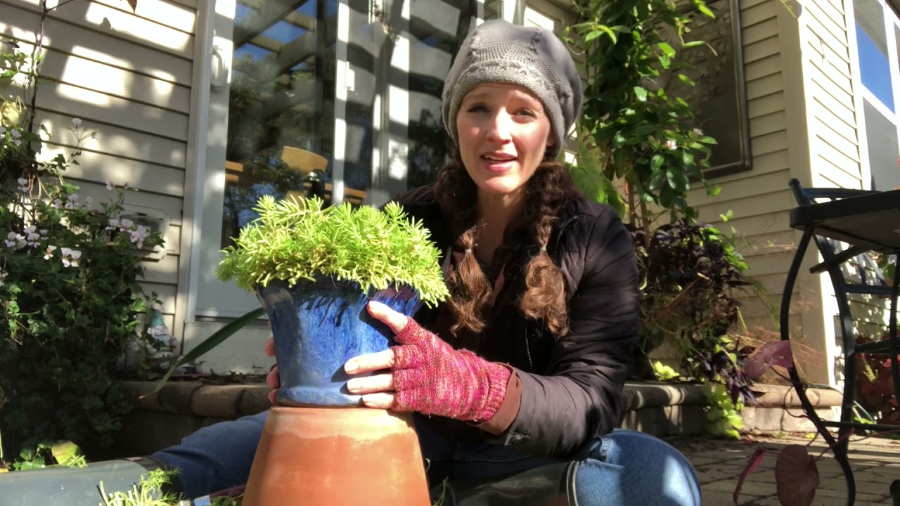 Overwintering Sedum Mexicanum | Here She Grows