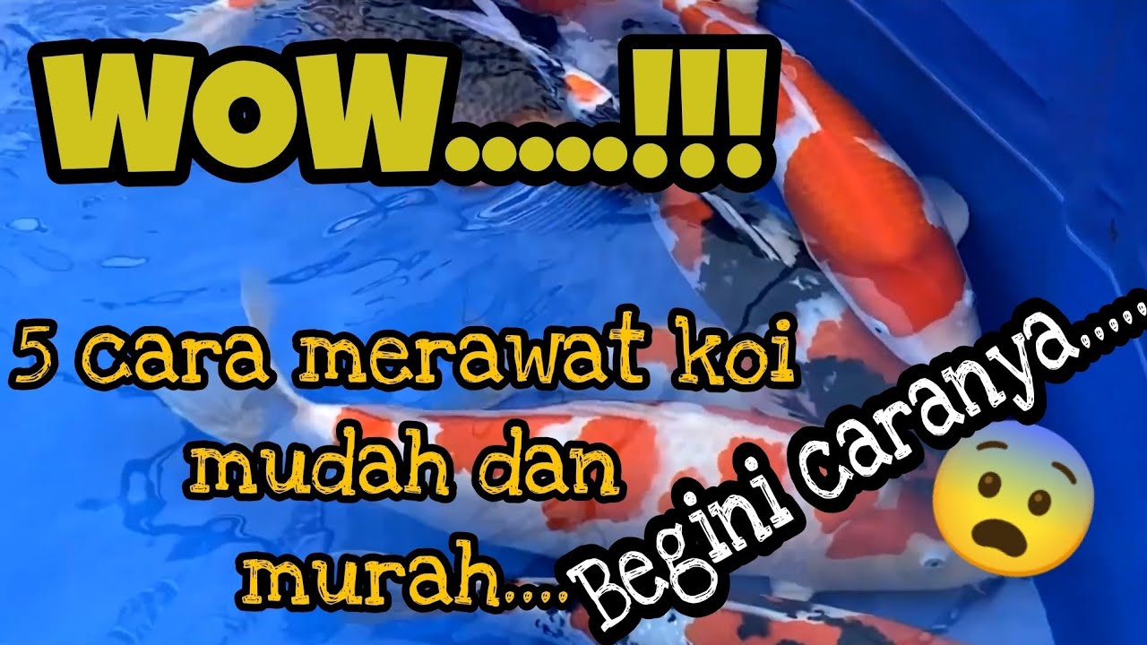 5 Cara Merawat Ikan Koi !!!! Mudah dan Murah!!!