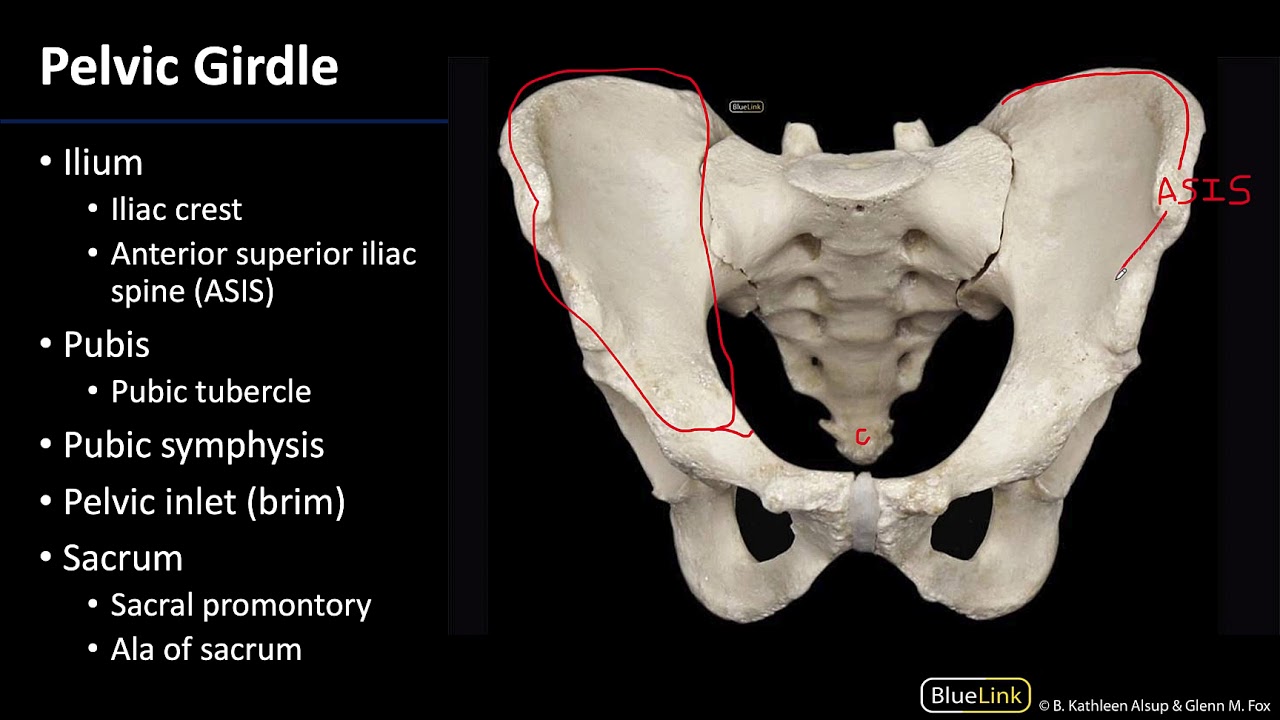 Osteology - Dissection Supplement