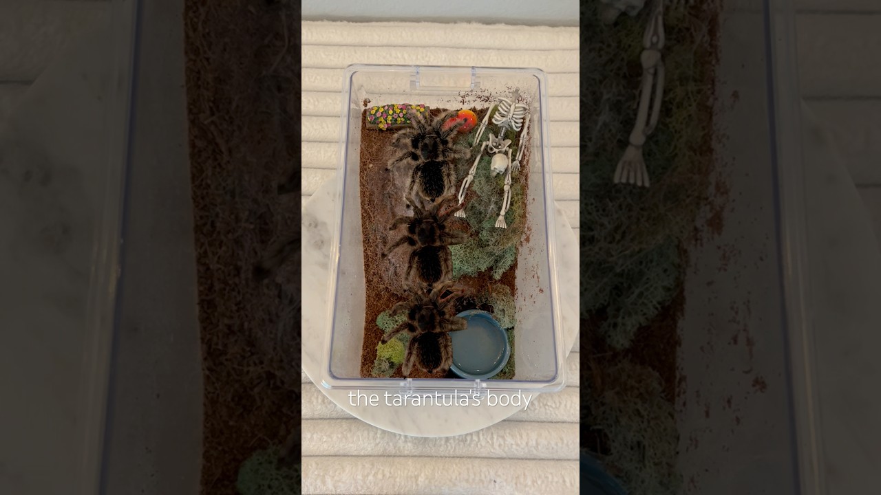 How big should a tarantulas enclosure be?