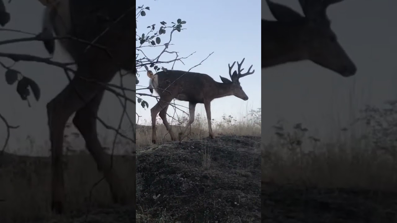 Deer ASMR