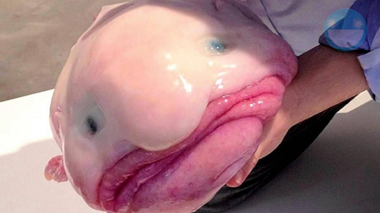 Los 5 Peces m&aacute;s Feos del Mundo que no te Dejar&aacute;n Dormir