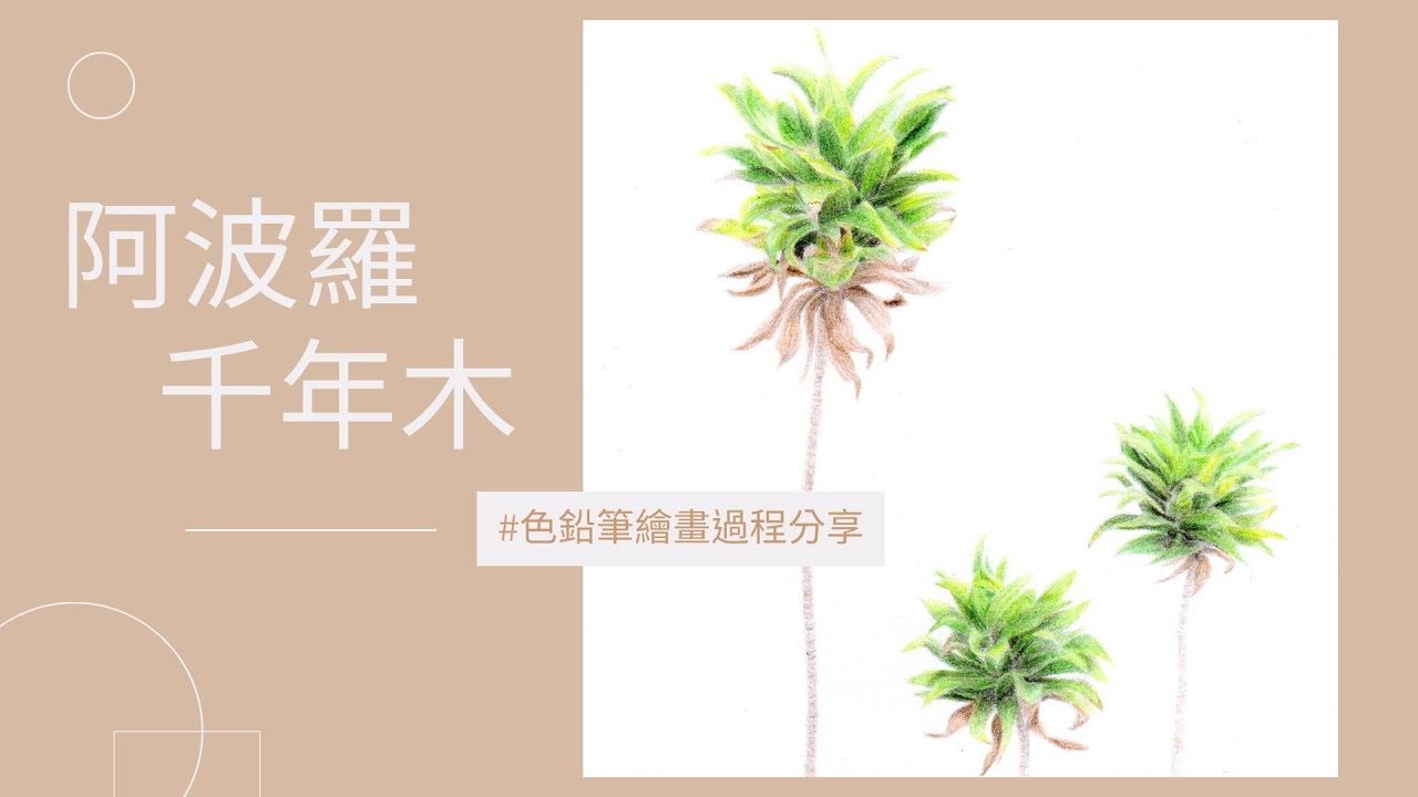 阿波羅千年木｜色鉛筆繪畫過程分享
