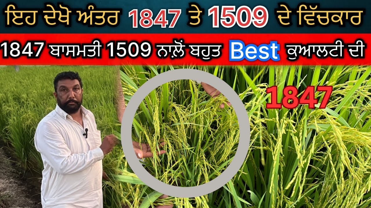 ਇਹ ਦੇਖੋ ਕਿ ਅੰਤਰ ਆ 1847 ਤੇ 1509 ਬਾਸਮਤੀ ਵਿੱਚਕਾਰ🌾/ 1847 ਲੱਗ ਦੀ ਆ best ਕੁਆਲਟੀ ਦੀ | 🌾🌾