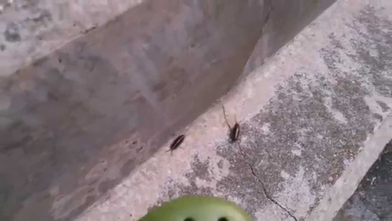 Family JAPAN : Chasing Ponyo Sea Cockroaches!