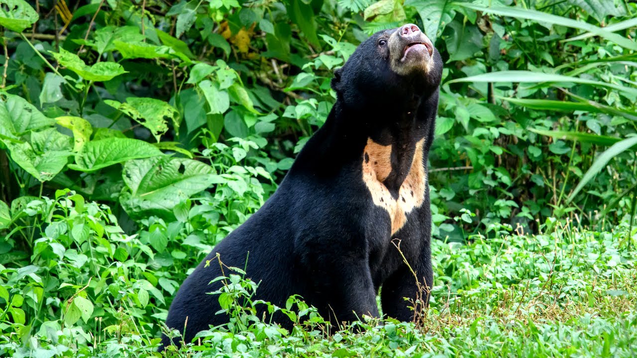 10 Hours Of Distinctive Sun Bears In Their Humid Natural Habitat 4K