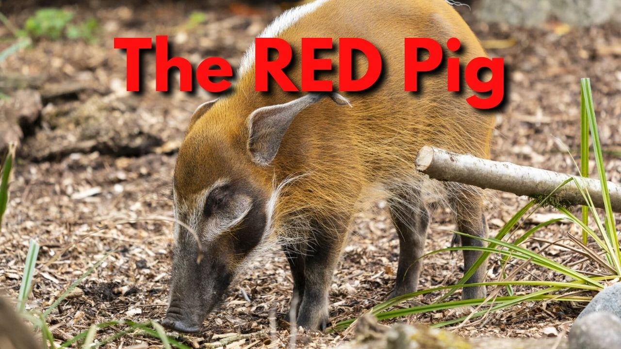 The Ballard of the Reddest River Hog