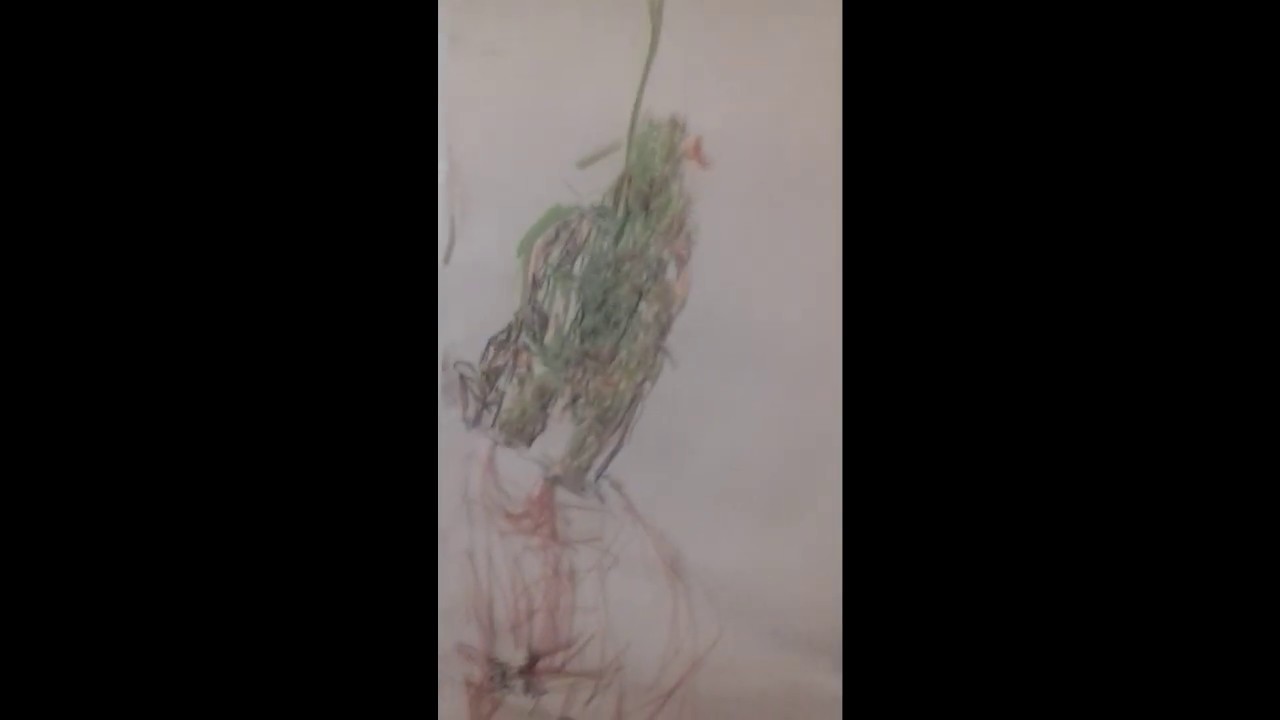 Obra visual de SLD