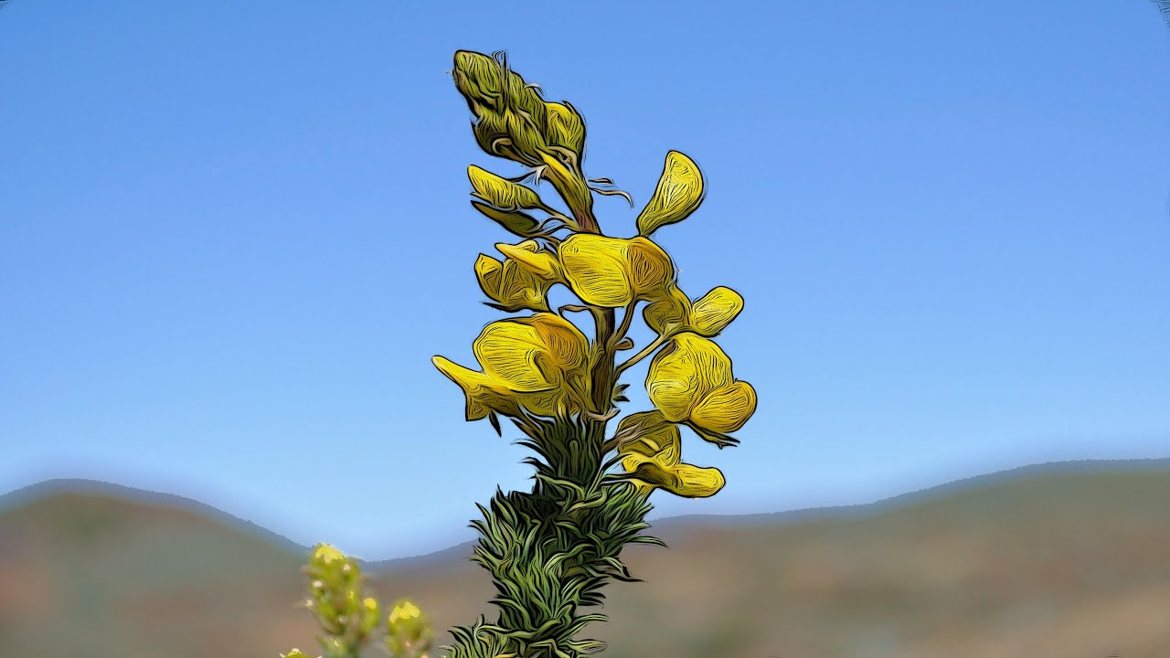 FLOR DE RETAMA