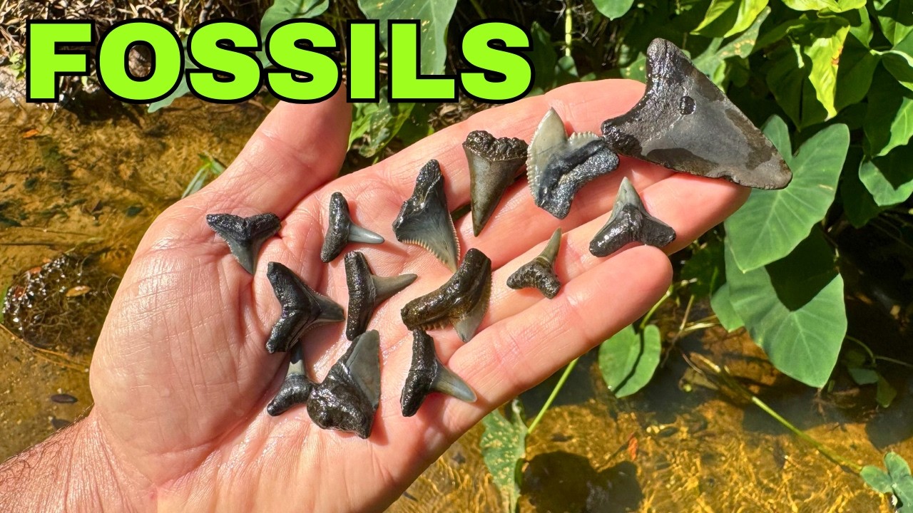 I Almost Missed a MEGALODON Tooth Hidden Underwater