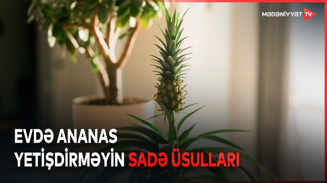 Tropik meyvə evinizdə: ananas yetişdirməyin yolları