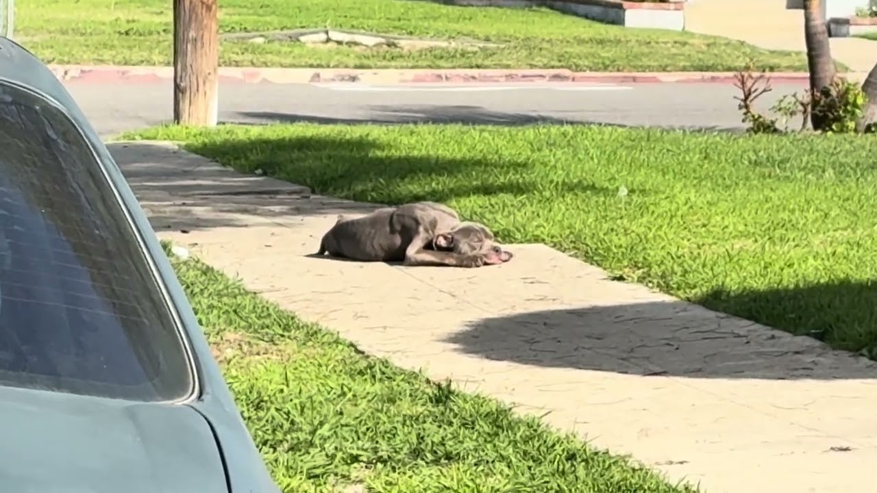 URGENT: Dying From Hunger, Starved Pittie Collapses On The Sidewalk—His Body Defeated [STORY BELOW]