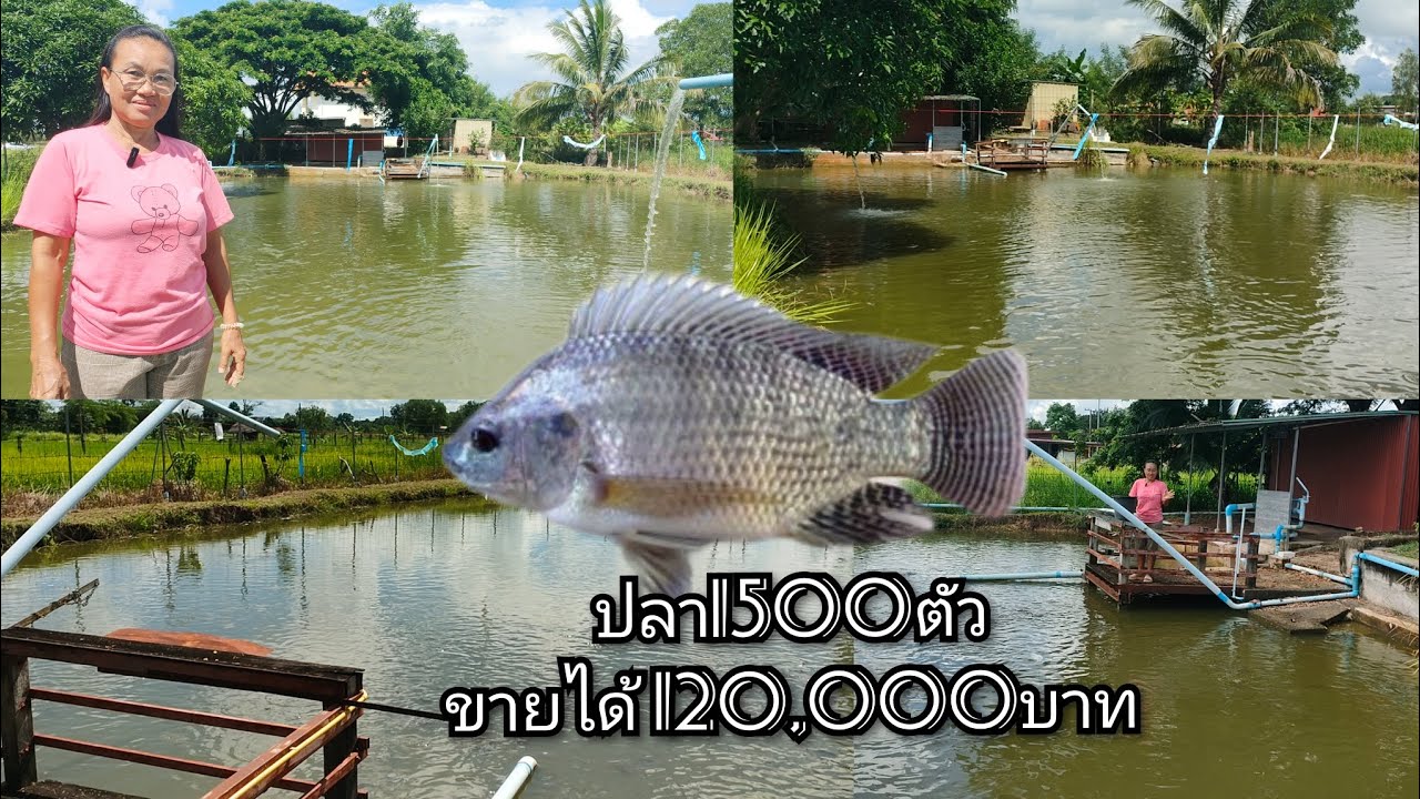 เลี้ยงปลานิลหมัน 1,500 ตัว ขายได้ 120,000 บาท กำไรงาม ดูแลระบบน้ำหมุนเวียน