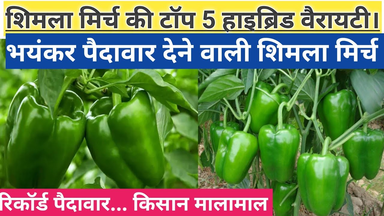 शिमला मिर्च की टॉप वैरायटी | shimla mirch ki top variety | शिमला मिर्च की खेती की जानकारी#शिमलामिर्च