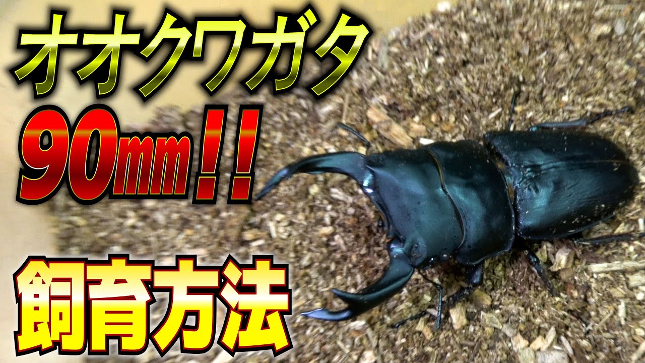 オオクワガタ90㎜飼育方法を公開します