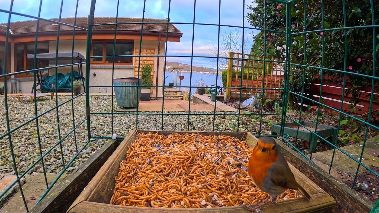 🦅Sights and sounds of wildlife Dunoon.🐿️​