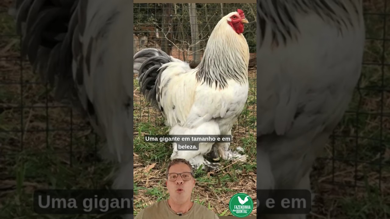 Uma gigante em tamanho e em beleza! Conhe&ccedil;a a galinha Brahma. #galinha #galo #brahma #avicultura