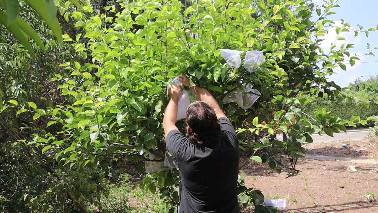 Nashi Pear Fruit Protection Using Organza Bags - Exotic Fruit Tree Care (Pyrus pyrifolia) Asian Pear