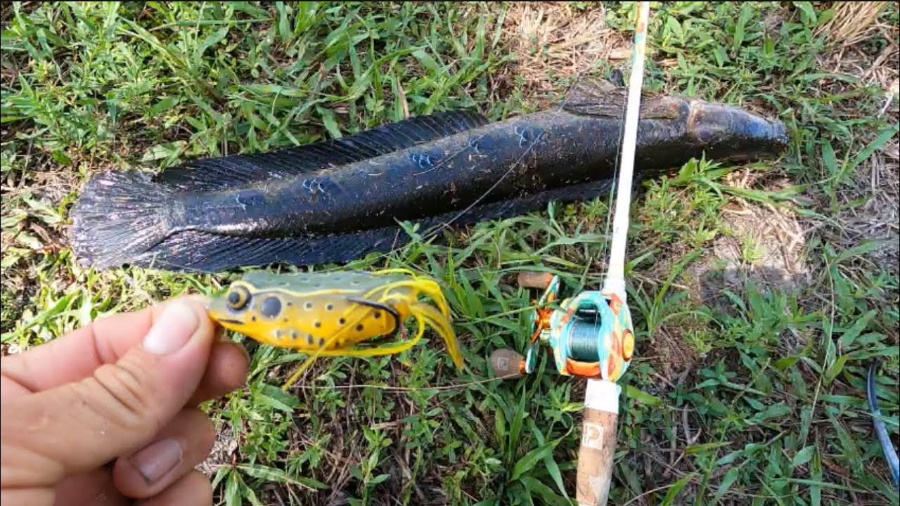 Pescamos el pez cabeza de serpiente woow