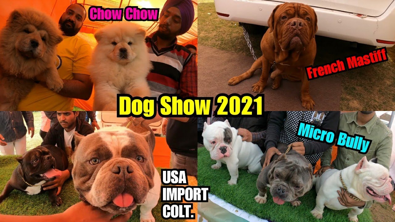 Dog Show Nawanshahar Punjab 2021