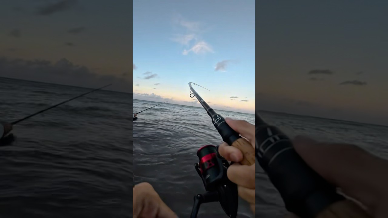 Aruba Snook Catch, Clean, & Cook!!