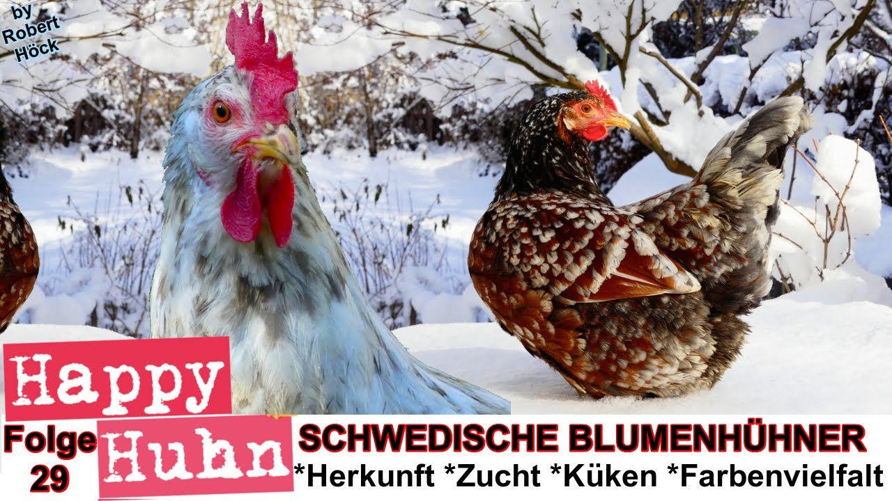 E29 Schwedische Blumenhühner im Rasseportrait - HAPPY HUHN - Skånsk blommehöna - Blumenhuhn Hühner